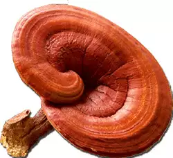 ganodermamushroom